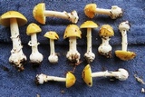 Amanita praecox image