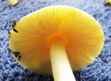 Amanita praecox image