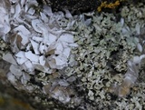 Physciella chloantha image