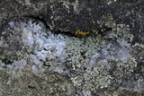 Physciella chloantha image