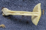 Amanita praecox image