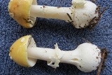 Amanita praecox image