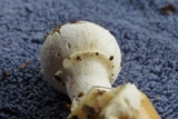 Amanita praecox image