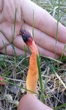 Phallus rubicundus image