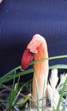 Phallus rubicundus image