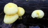 Cyptotrama chrysopepla image