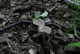 Entoloma clypeatum image