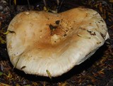 Hebeloma victoriense image