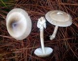 Amanita sect. Vaginatae image