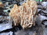 Ramaria formosa image