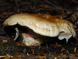 Hebeloma victoriense image