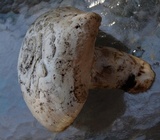Agaricus arvensis image