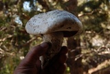 Agaricus arvensis image