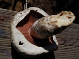 Agaricus arvensis image