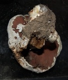 Agaricus arvensis image