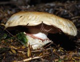 Hebeloma victoriense image