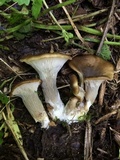 Hohenbuehelia petaloides image