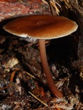 Collybiopsis rimutaka image