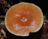 Collybiopsis rimutaka image