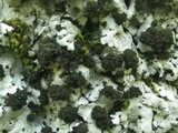 Lobaria amplissima image