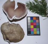 Sarcosphaera coronaria image