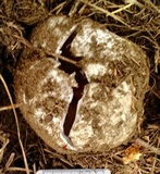 Sarcosphaera coronaria image