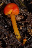Hygrocybe procera image