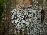 Parmotrema reticulatum image
