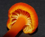 Hygrocybe procera image