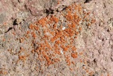 Caloplaca luteominia image