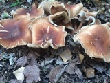 Gymnopus luxurians image