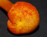 Hygrocybe procera image