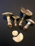 Amanita aprica image