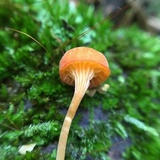 Rickenella fibula image