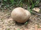 Calvatia cyathiformis image