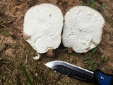 Calvatia cyathiformis image
