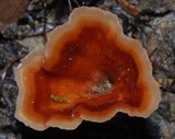 Podoscypha petalodes ssp. floriformis image