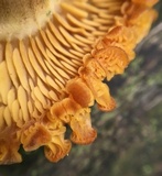 Tricholomopsis decora image