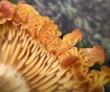Tricholomopsis decora image