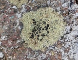 Buellia halonia image
