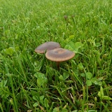 Panaeolus cinctulus image