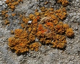 Xanthoria candelaria image