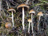 Hypholoma ericaeoides image