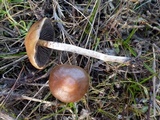 Hypholoma ericaeoides image