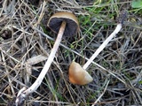 Hypholoma ericaeoides image