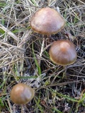 Hypholoma ericaeoides image