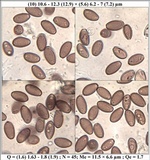 Hypholoma ericaeoides image