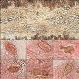 Hypholoma ericaeoides image