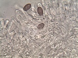 Hypholoma ericaeoides image