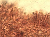 Hypholoma ericaeoides image